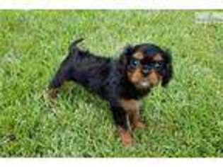 Cavalier King Charles Spaniel Puppy for sale in Charlotte, NC, USA