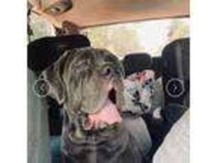Neapolitan Mastiff Puppy for sale in Memphis, TN, USA