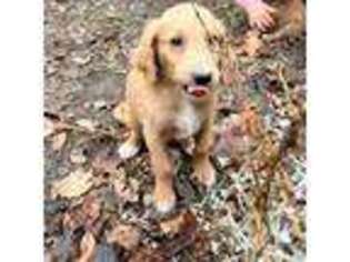 Goldendoodle Puppy for sale in Great Barrington, MA, USA