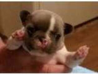 French Bulldog Puppy for sale in Dickson, TN, USA