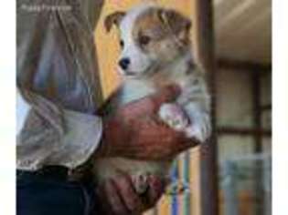 Pembroke Welsh Corgi Puppy for sale in Lamesa, TX, USA