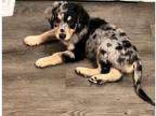 Mutt Puppy for sale in Mesquite, TX, USA