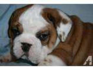 Bulldog Puppy for sale in FLUSHING, NY, USA