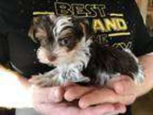Yorkshire Terrier Puppy for sale in Westville, OK, USA