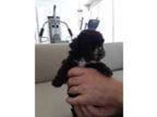 Mutt Puppy for sale in Winnsboro, SC, USA