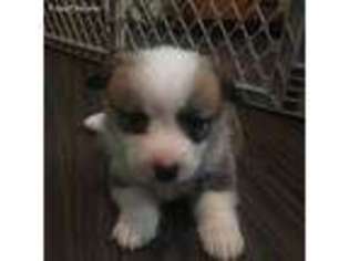 Pembroke Welsh Corgi Puppy for sale in Lavaca, AR, USA