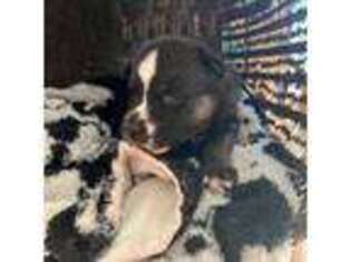 Siberian Husky Puppy for sale in Lamberton, MN, USA