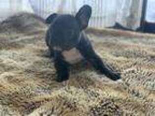 French Bulldog Puppy for sale in South Lake Tahoe, CA, USA
