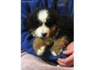 Bernese Mountain Dog Puppy for sale in Rozet, WY, USA