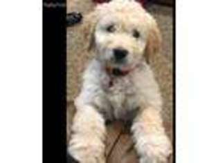 Goldendoodle Puppy for sale in Burkesville, KY, USA