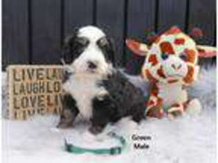 Mutt Puppy for sale in Fredericktown, OH, USA