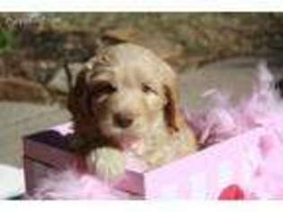 Goldendoodle Puppy for sale in Richmond, TX, USA