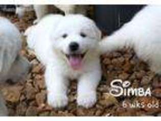 Great Pyrenees Puppy for sale in Brookville, IN, USA