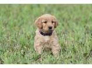 Goldendoodle Puppy for sale in Tracy, MN, USA