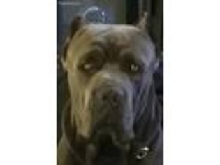 Cane Corso Puppy for sale in San Diego, CA, USA