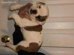 Olde English Bulldogge Puppy for sale in Malden, MA, USA