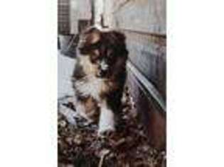 Australian Shepherd Puppy for sale in Victor, ID, USA