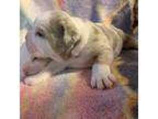 Olde English Bulldogge Puppy for sale in Wasilla, AK, USA