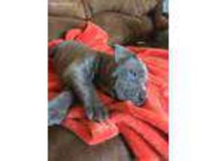 Cane Corso Puppy for sale in Drasco, AR, USA