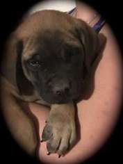 Mastiff Puppy for sale in Austin, TX, USA