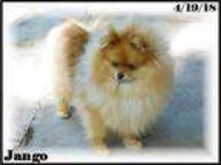 Pomeranian Puppy for sale in Hemingway, SC, USA