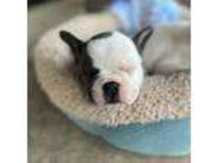 French Bulldog Puppy for sale in Memphis, MO, USA