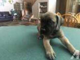Boerboel Puppy for sale in TOPEKA, KS, USA