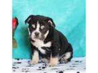 Olde English Bulldogge Puppy for sale in Peach Bottom, PA, USA