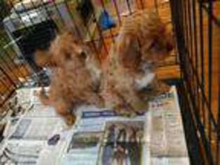 Cavapoo Puppy for sale in Bolivar, MO, USA