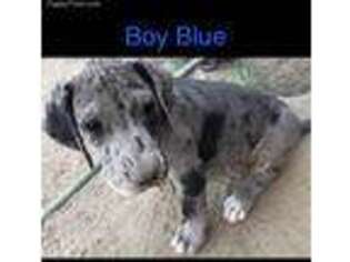 Great Dane Puppy for sale in Rosamond, CA, USA