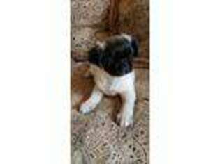 Pug Puppy for sale in King, NC, USA