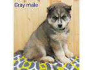 Siberian Husky Puppy for sale in Grovespring, MO, USA