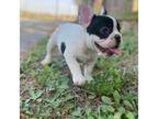French Bulldog Puppy for sale in Alamo, TX, USA
