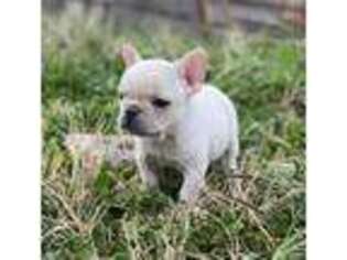 French Bulldog Puppy for sale in Berryville, AR, USA