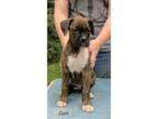 Boxer Puppy for sale in Saint Cloud, MN, USA