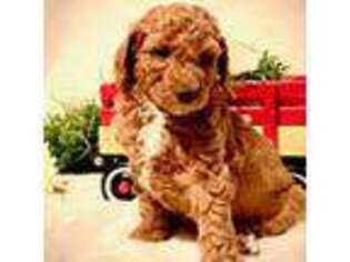 Labradoodle Puppy for sale in Zillah, WA, USA