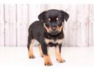 Rottweiler Puppy for sale in Butler, OH, USA