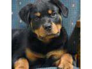 Rottweiler Puppy for sale in Catawissa, PA, USA