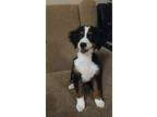 Bernese Mountain Dog Puppy for sale in Clementon, NJ, USA