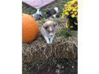 Shetland Sheepdog Puppy for sale in Gladys, VA, USA