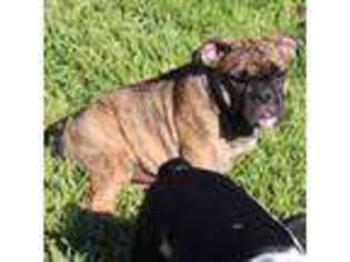 Bulldog Puppy for sale in Missouri City, TX, USA