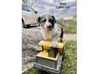 Miniature Australian Shepherd Puppy for sale in Marion, MI, USA