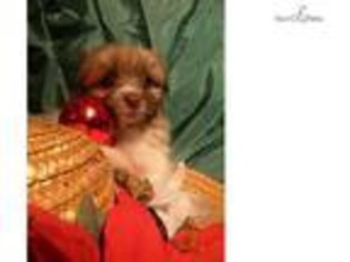 Maltipom Puppy for sale in Richmond, VA, USA