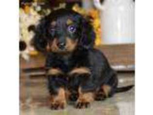 Dachshund Puppy for sale in Anderson, MO, USA