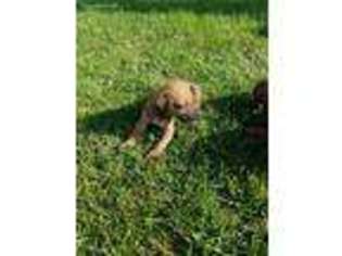 Rhodesian Ridgeback Puppy for sale in Conklin, MI, USA