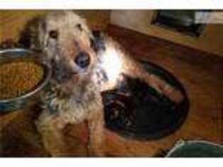 Airedale Terrier Puppy for sale in Sioux City, IA, USA
