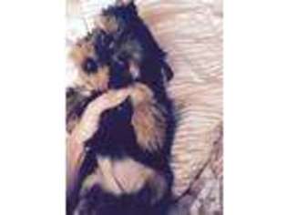 Yorkshire Terrier Puppy for sale in WENATCHEE, WA, USA