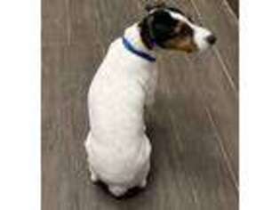 Jack Russell Terrier Puppy for sale in Northville, MI, USA
