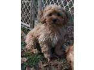 Cavapoo Puppy for sale in Franklinton, LA, USA