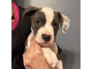 American Staffordshire Terrier Puppy for sale in Woodstock, GA, USA